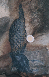 Fossil Rhizome Fossilized rhizome