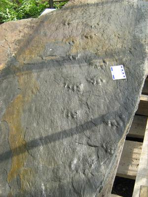 TetrapodTracks Tetrapods