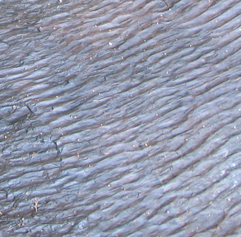Ripple marks in sandstone